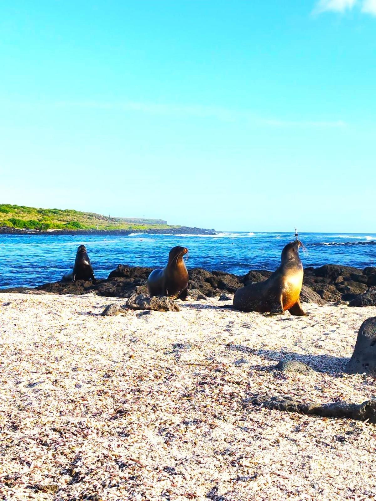Hotel Los Algarrobos Puerto Baquerizo Moreno Eksteriør billede